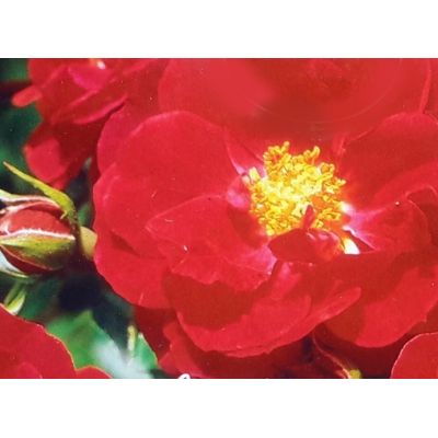 Flower Carpet Rose 'Heidefeuer' 3L