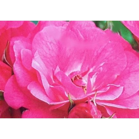 Flower Carpet Rose 'Heidetraum' 3L