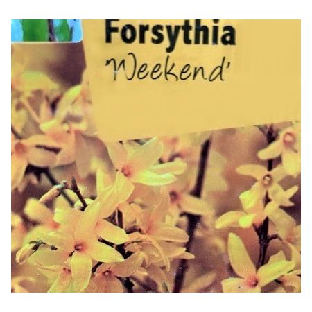 Forsythia Weekend 1L