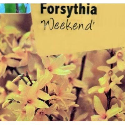 Forsythia Weekend 1L