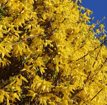 Forsythia X Intermedia Week End®  - 9L - 1.25m