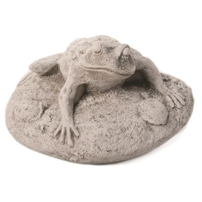 Frog On Rock