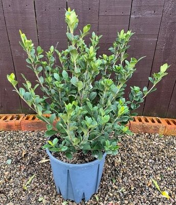 Gardenia Jasminoides Kleim's Hardy - 9L