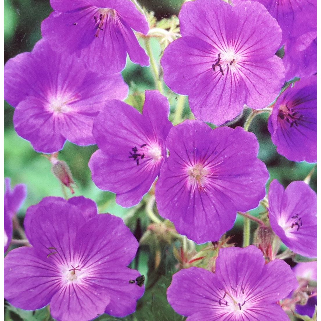 Geranium Rozanne 2L (Cranesbill) - Windlestone Nursery & Garden Centre ...