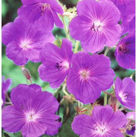 Geranium Rozanne 2L (Cranesbill)