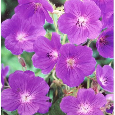 Geranium Rozanne 2L (Cranesbill)