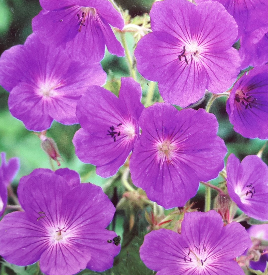 Geranium Rozanne 2L (Cranesbill) - Windlestone Nursery & Garden Centre ...