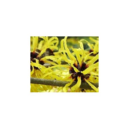 Hamamelis Mollis 15L (Witch Hazel) - image 2