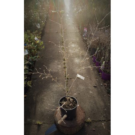 Hamamelis Mollis - 5L (Witch Hazel) - image 1