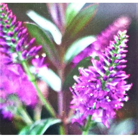 Hebe Black Beauty 2L