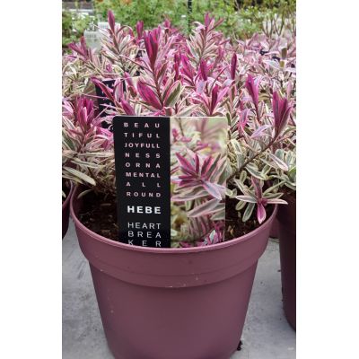 Hebe- HeartBreaker- 2L