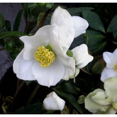 Heleborus Niger 2L (Christmas Rose)