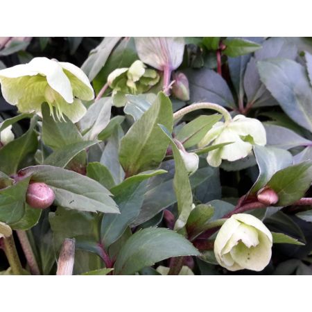 Heleborus Winterbells 2L (Christmas Rose)