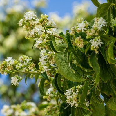 Heptacodium - 1/2 Std - 35L - 120cm clear stem - image 2