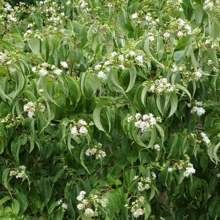 Heptacodium - 1/2 Std - 35L - 120cm clear stem - image 1