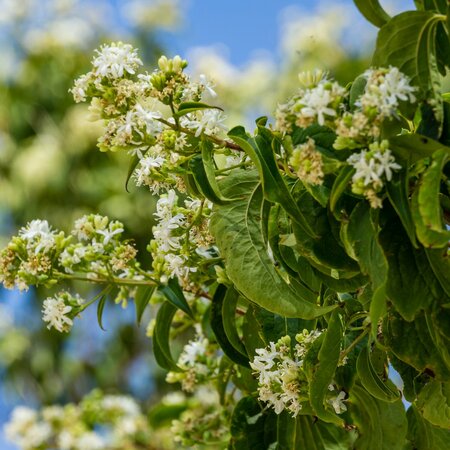 Heptacodium - 9L - 100cm - image 2