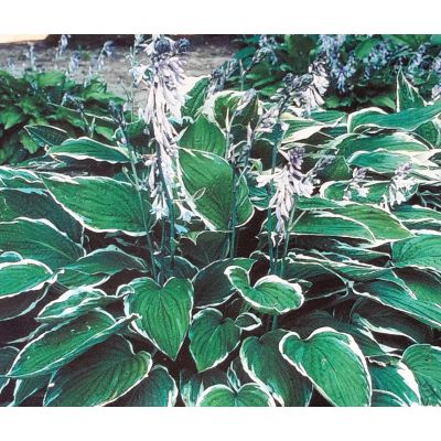 Hosta Albomarginata 1L