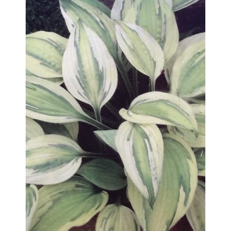 Hosta Captain's Adventure 2L