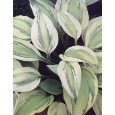 Hosta Captain's Adventure 2L