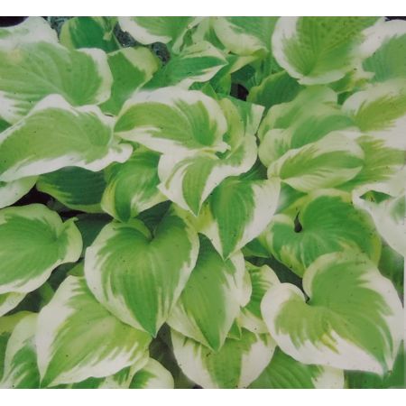 Hosta Delta Dawn 1L