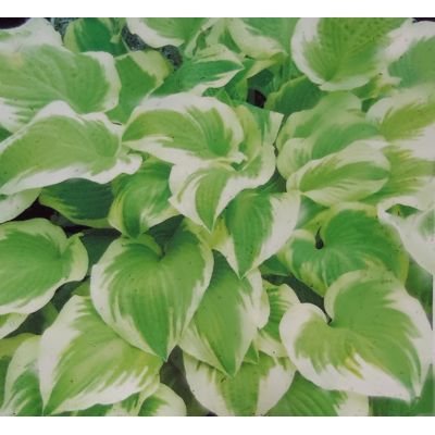 Hosta Delta Dawn 1L