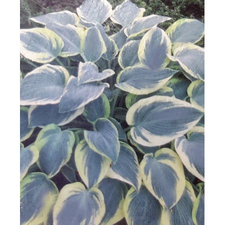 Hosta First Frost 2L