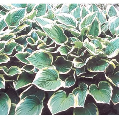 Hosta Fortunei Aureomarginata 2L