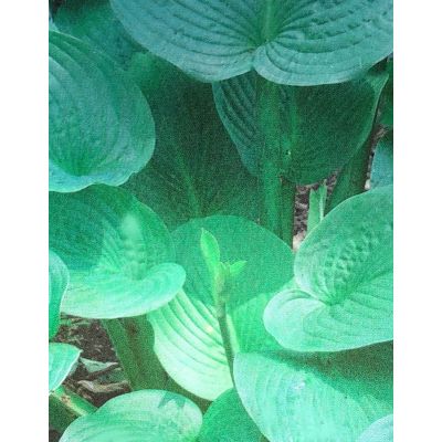 Hosta Jurassic Park 2L