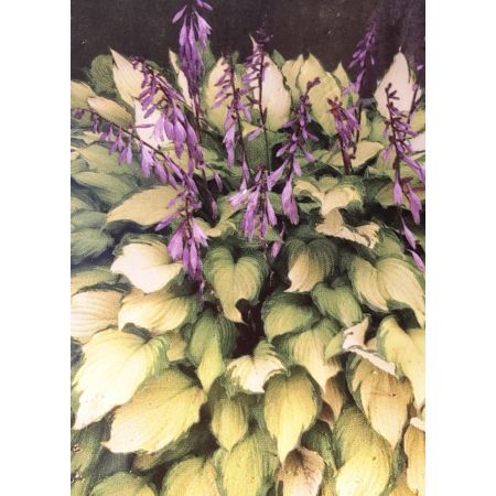 Hosta Lady Guinevere 2L