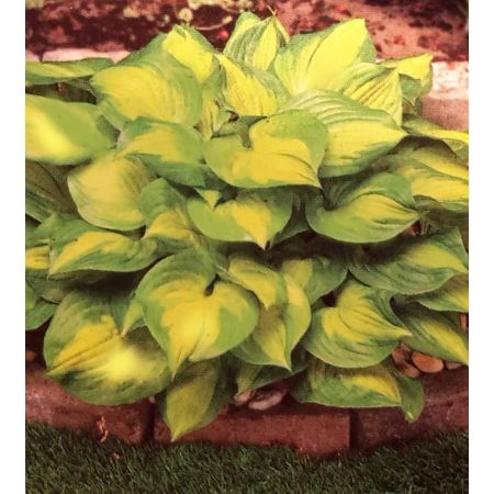 Hosta Lakeside Banana Bay 2L