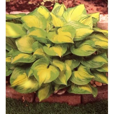 Hosta Lakeside Banana Bay 2L