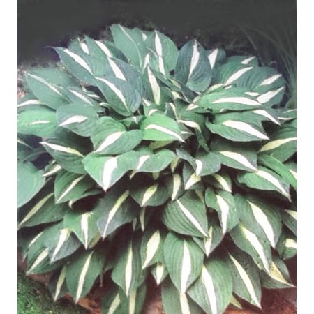 Hosta Risky Business 2L