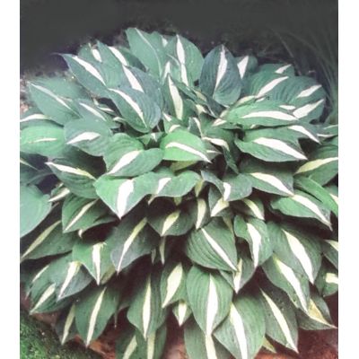 Hosta Risky Business 2L