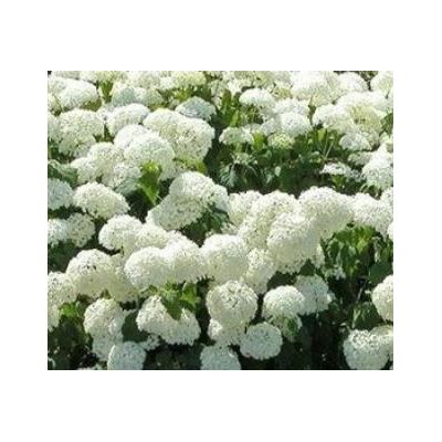 Hydrangea Arborescens Annabelle