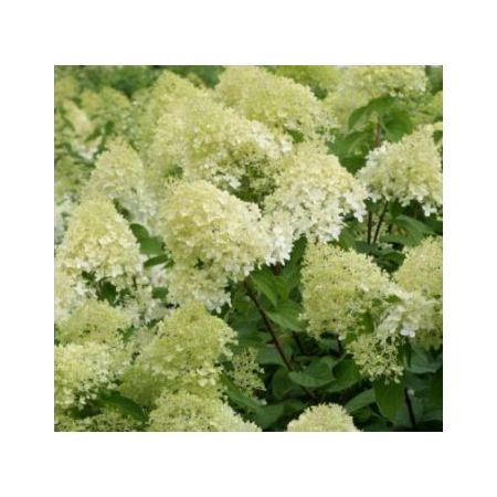 Hydrangea Paniculata Limelight®