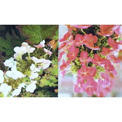 Hydrangea Quercifolia Ruby Slippers - 9L (Oak-leaved Hydrangea) - image 2