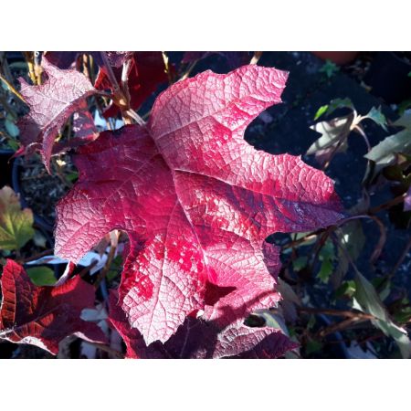 Hydrangea Quercifolia Ruby Slippers - 9L (Oak-leaved Hydrangea) - image 1