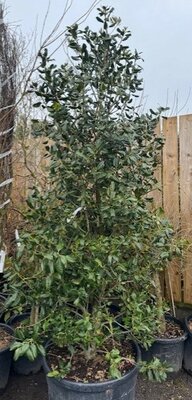 Ilex Aquifolium Nellie Stevens 100L