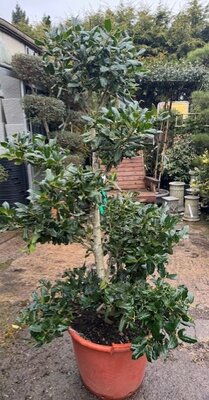Ilex Aquifolium Nellie Stevens - Pom Pom Bonsai 50L
