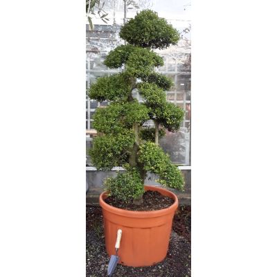 Ilex Crenata Bonsai