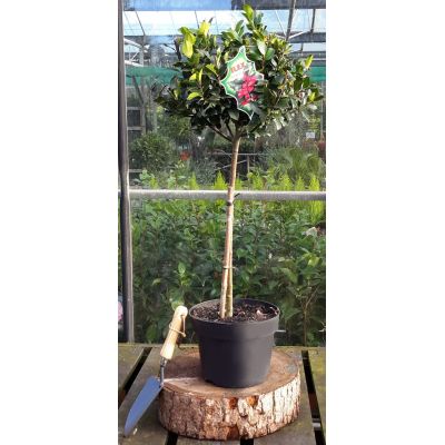 Ilex Meservaea Blue Maid - 5L