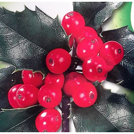 Ilex Meservaea Blue Maid - 5L - image 2