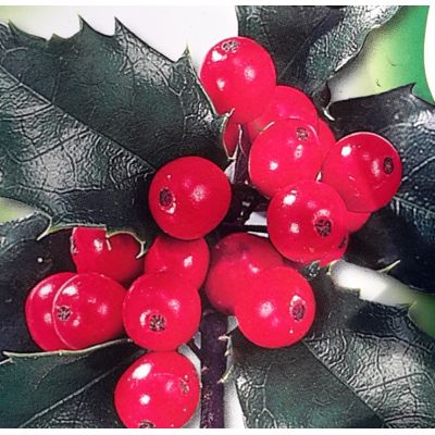 Ilex Meservaea Blue Maid - 5L - image 2