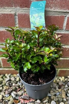 Ilex x meserveae Little Rascal 2L