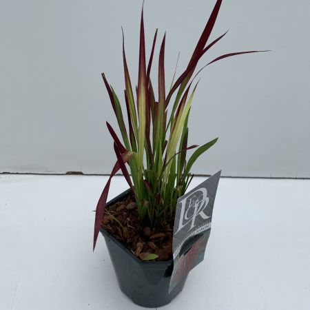 Imperata Cylindrica Red Baron 2L