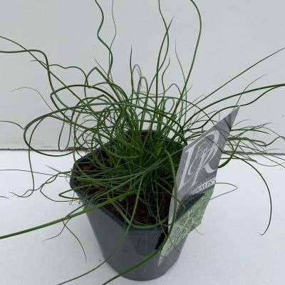 Juncus Spiralis 1L  (Corkscrew Rush)