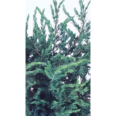 Juniperus Communis Repanda 2L - image 2