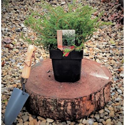 Juniperus Communis Repanda 2L - image 1