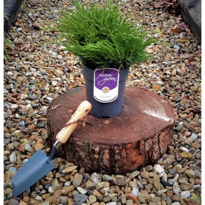 Juniperus Horizontalis Andorra Compact 2L