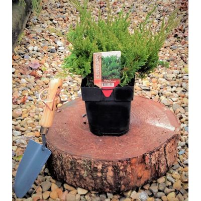 Juniperus Horizontalis Blue Chip 2L